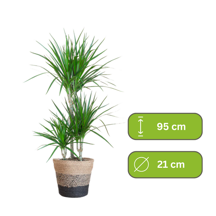 Dracaena Marginata – Drakenbloedboom