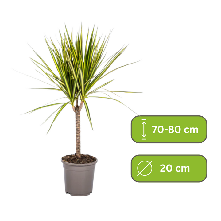 Dracaena Marginata Sunray