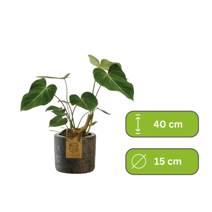 Philodendron Gloriosum – Fluweelblad