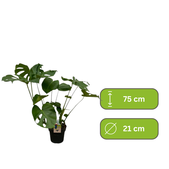 Monstera Deliciosa – Gatenplant