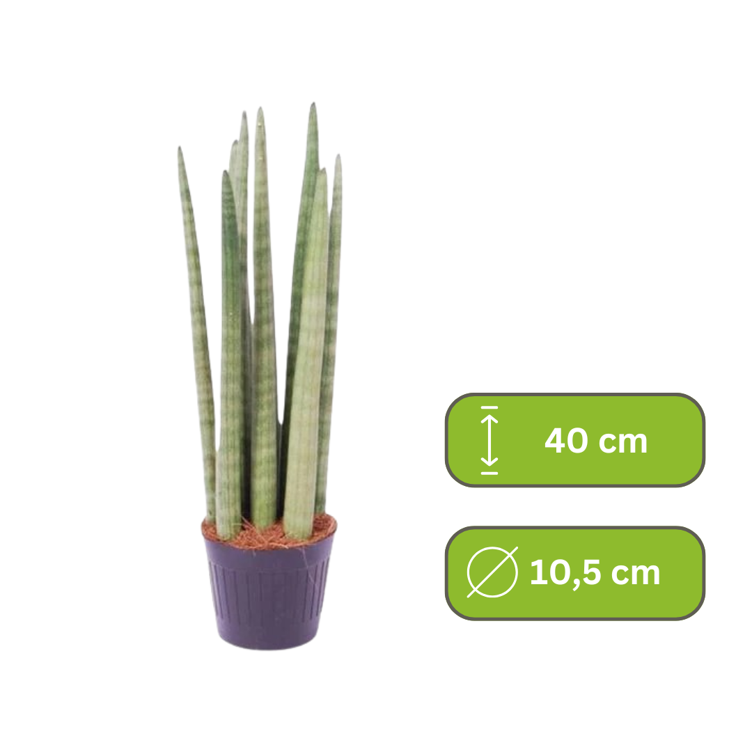 Sansevieria Cylindrica - Vrouwentong