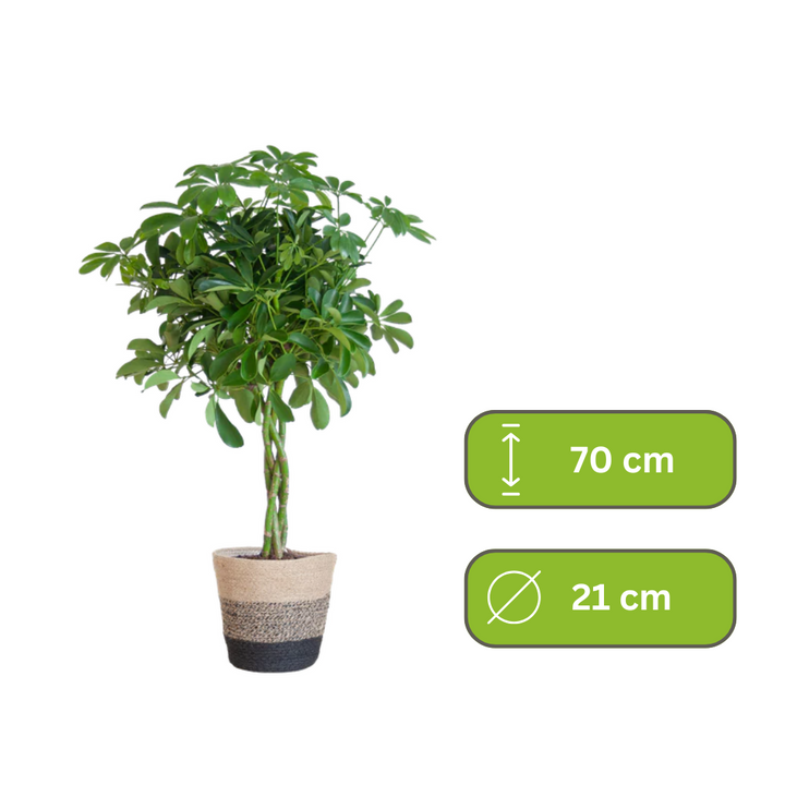 Schefflera Arab Nora – Vingersplant