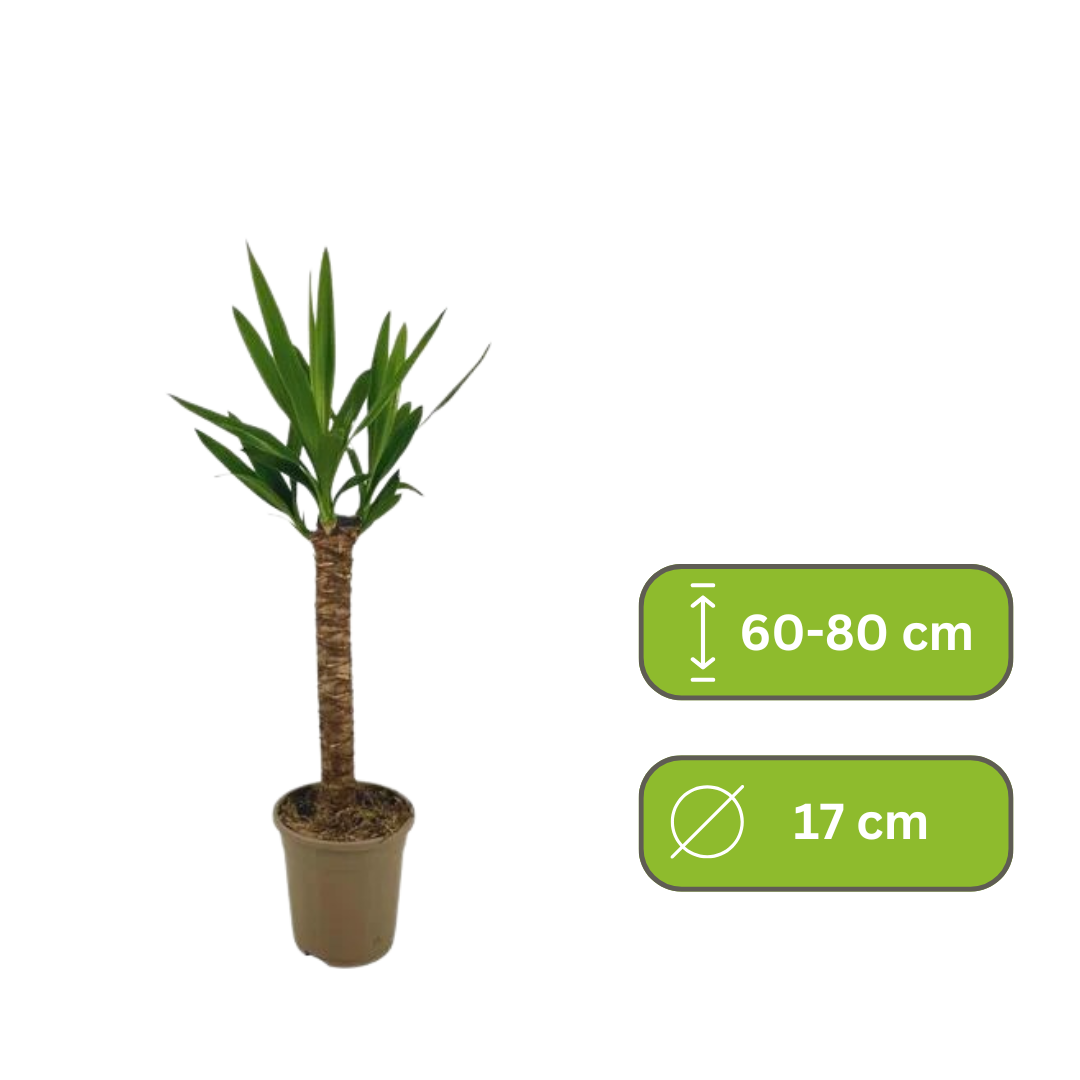 Yucca Elephantipes - Palmlelie