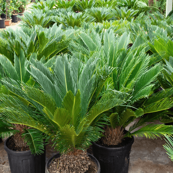 Cycas Revoluta - 130cm - Acheter une plante d'intérieur