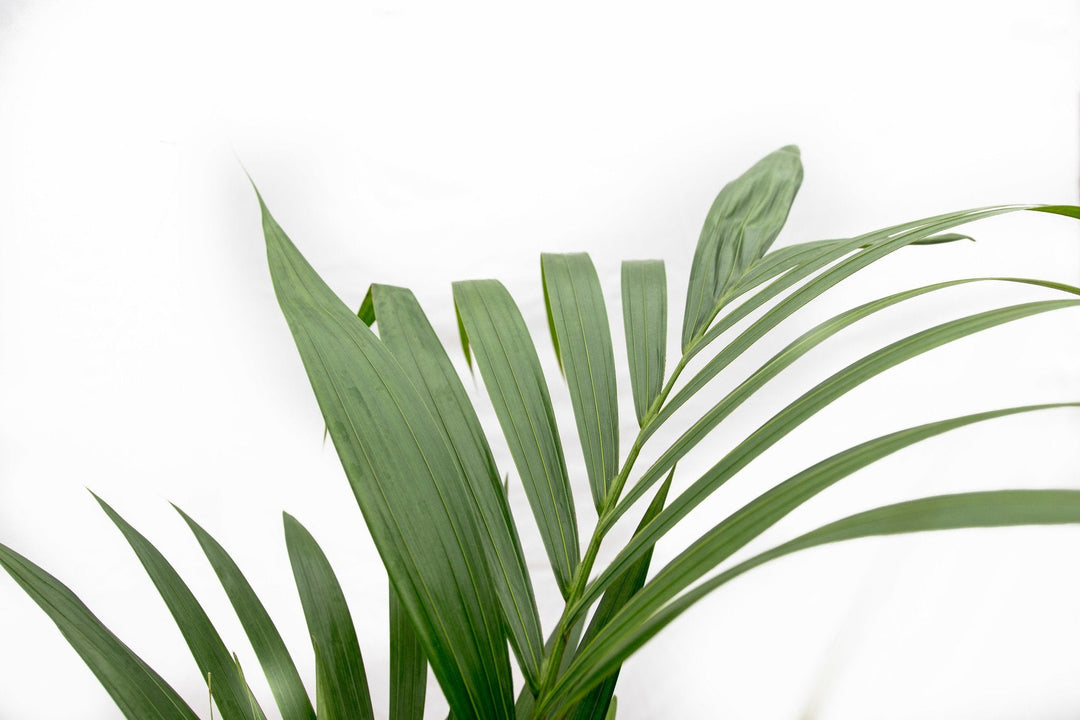 Kentia Palm - 130cm - Acheter une plante d'intérieur