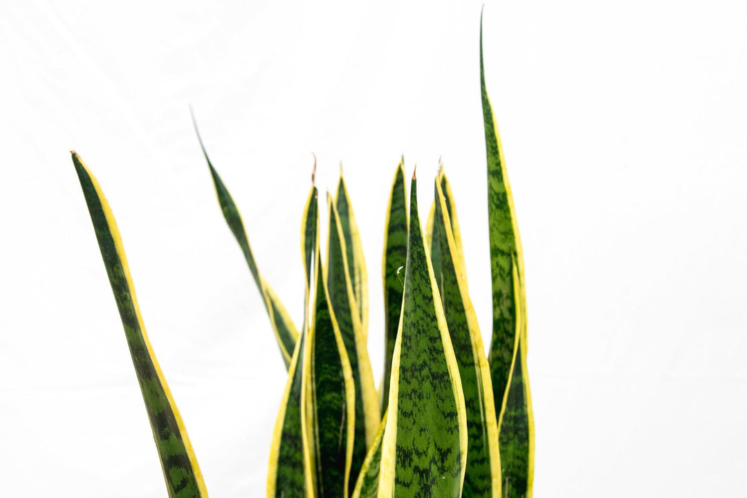 Sansevieria Laurentii - Ø25 - 90cm - Langue de belle-mère | Acheter