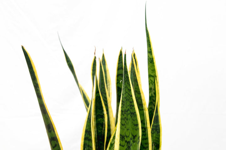 Sansevieria Laurentii - Ø25 - 90cm - Langue de belle-mère | Acheter