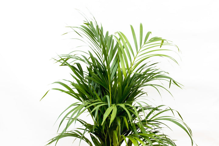 Dypsis Lutescens (Arecapalme) - 100cm - Goldfruchtpalme | Kaufen