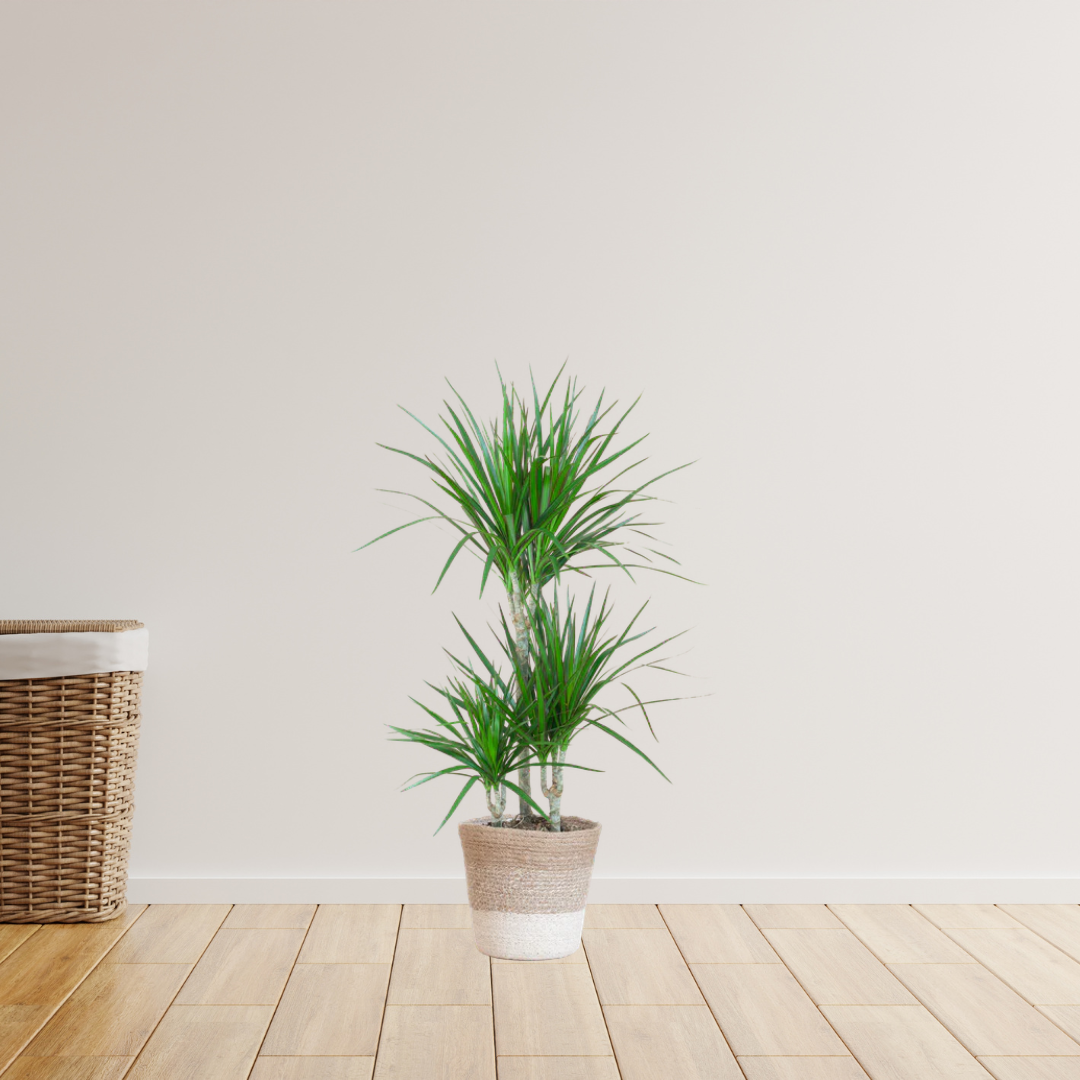 Dracaena Marginata – Drakenbloedboom