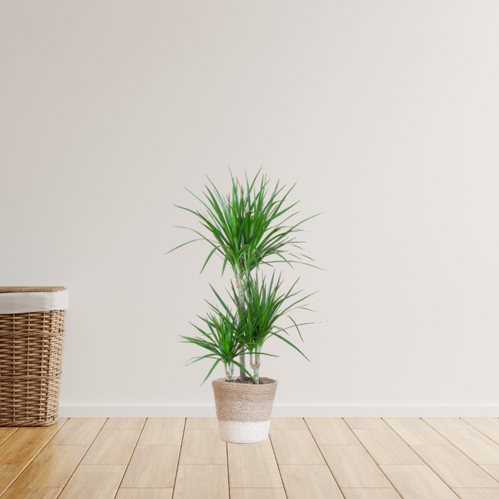 Dracaena Marginata – Drakenbloedboom