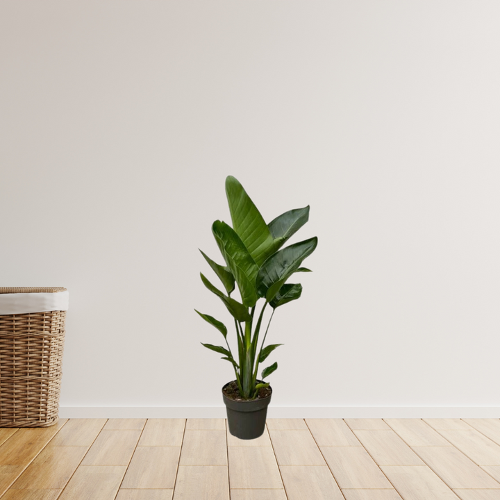 Strelitzia Nicolai – Paradijsvogelplant