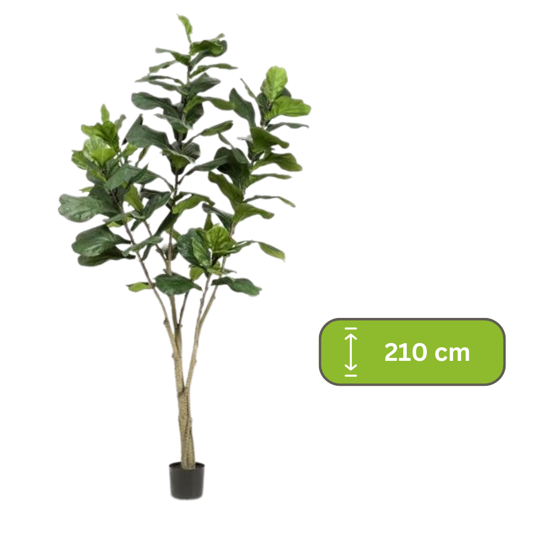 Kunstplant - Ficus Lyrara - Tabaksplant - 210cm