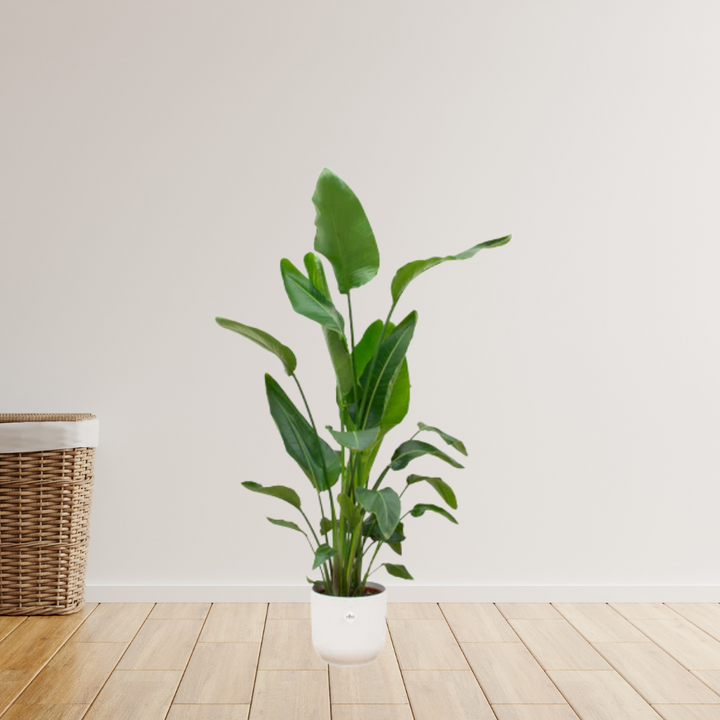 Strelitzia Nicolai – Paradijsvogelplant