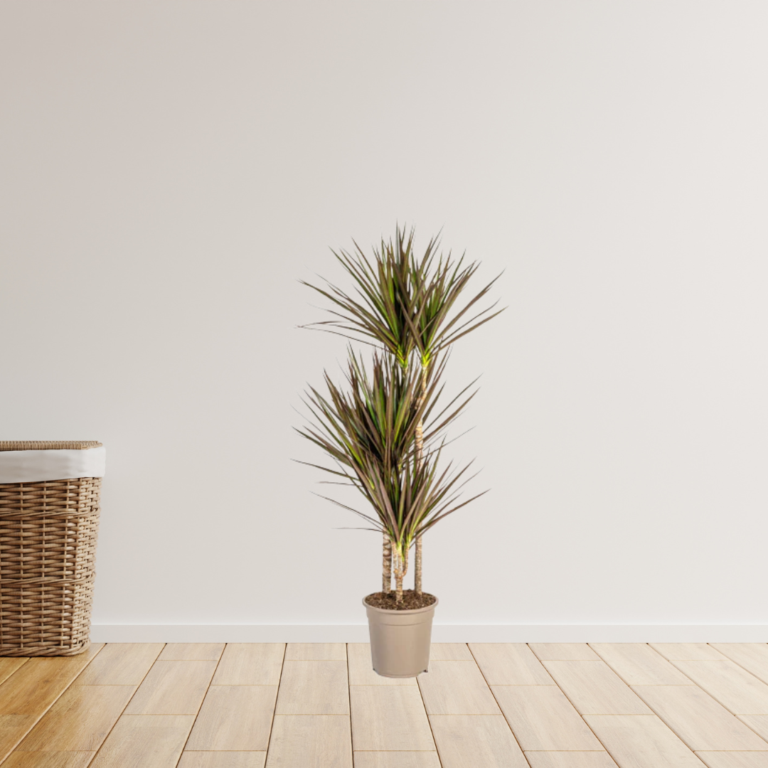 Dracaena Marginata Magenta