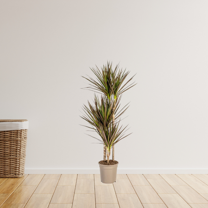 Dracaena Marginata Magenta