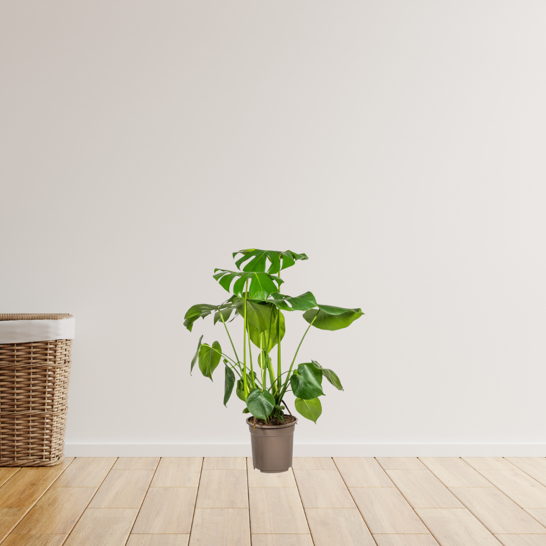 Monstera Deliciosa - Gatenplant