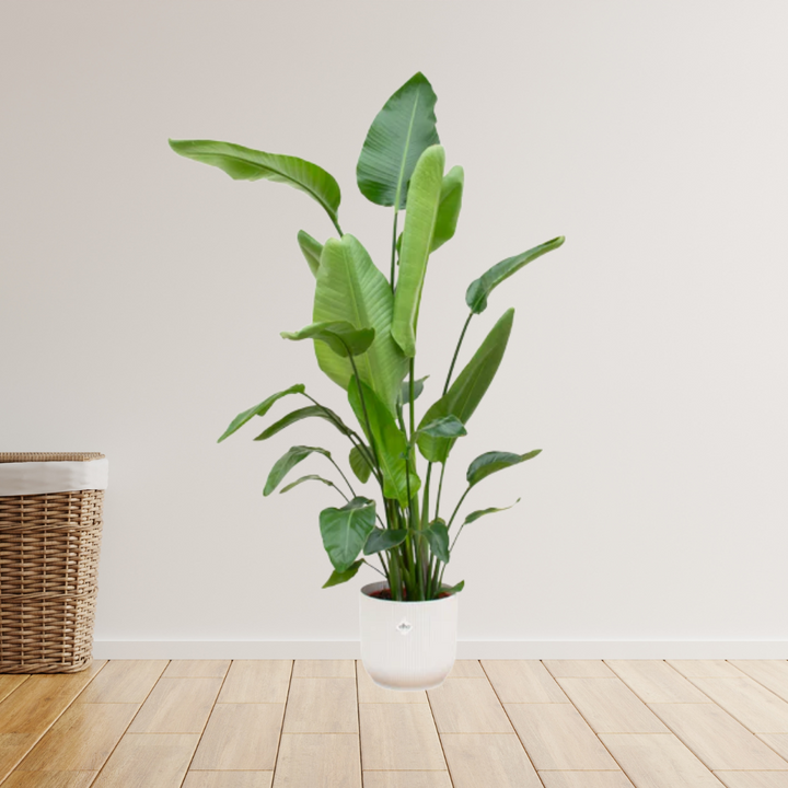 Strelitzia Nicolai – Paradijsvogelplant