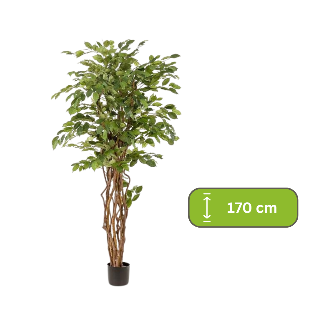 kunstplant - Ficus liana  - Vioolbladplant - 170cm