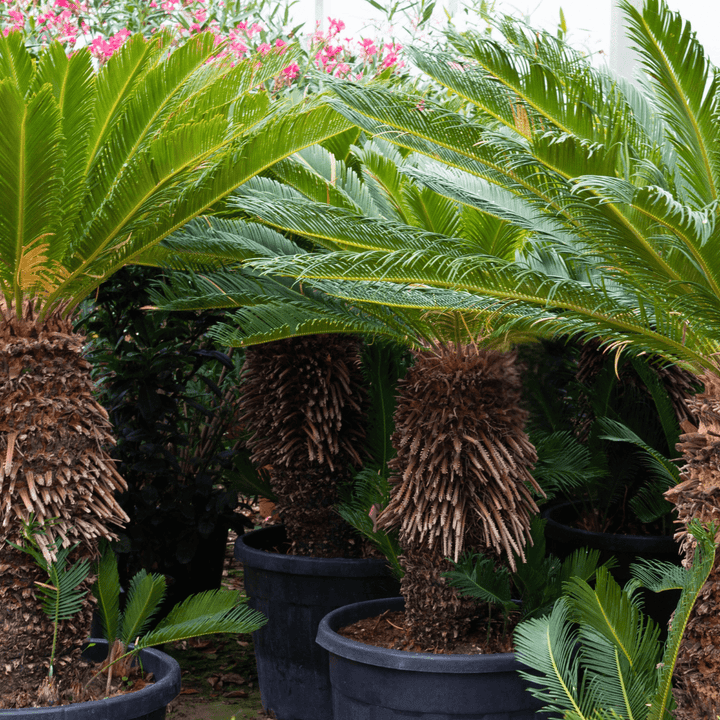 Cycas Revoluta - 180cm - Kamerplant Kopen