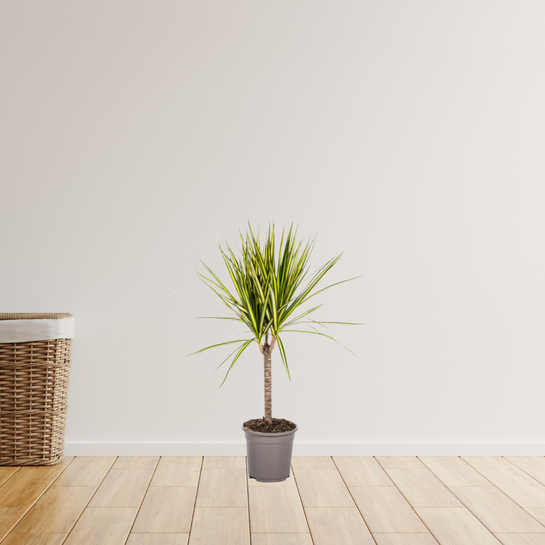 Dracaena Marginata Sunray