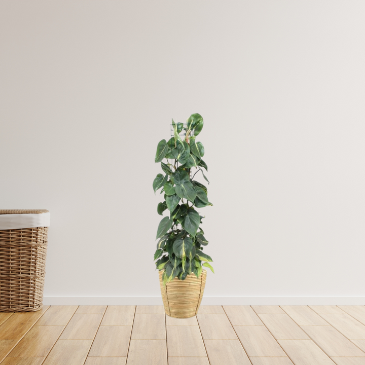 Philodendron Scandens - Klimplant