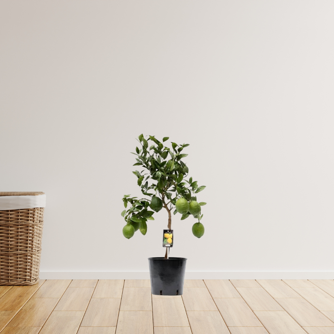 Citrus Lemon/Citroenboom