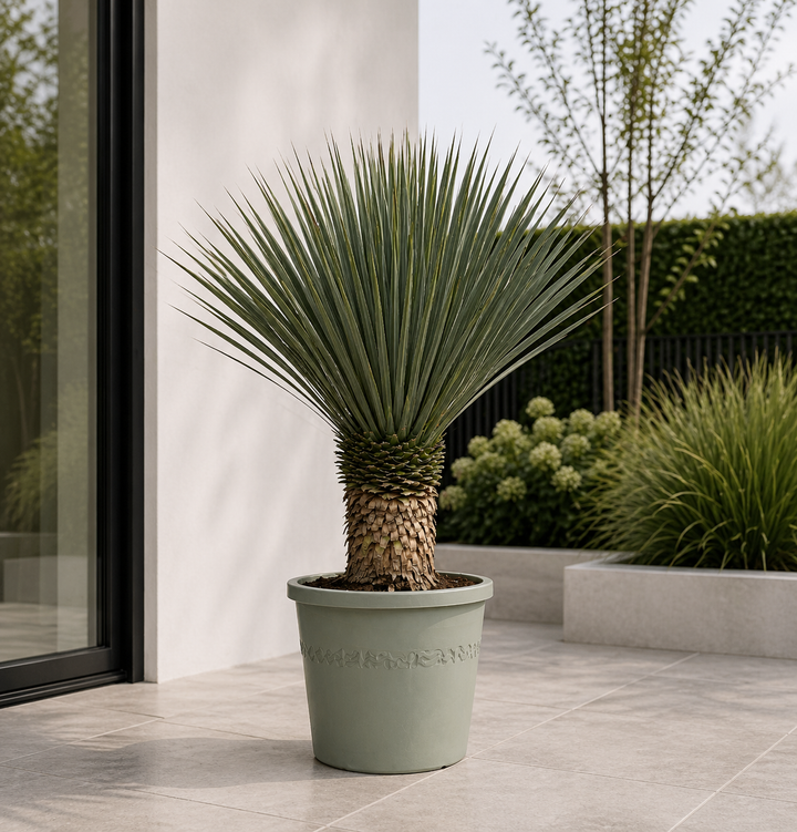 Yucca Rostrata - 100cm - Ø38 - Yucca bleu d'extérieur