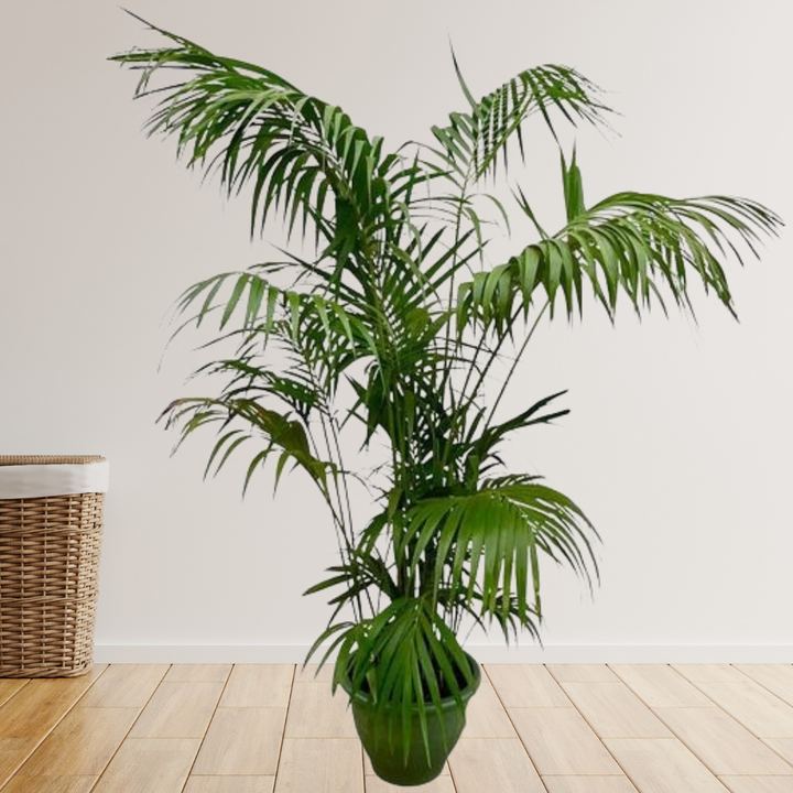 Kentia Palm XXL