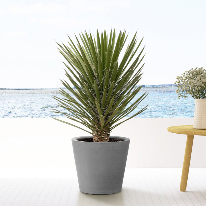 Yucca Filifera Australis - 160cm - Plante d'intérieur Lys de palmier