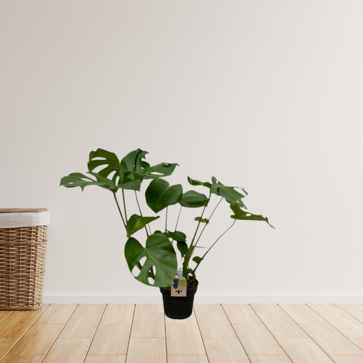Monstera Deliciosa – Gatenplant