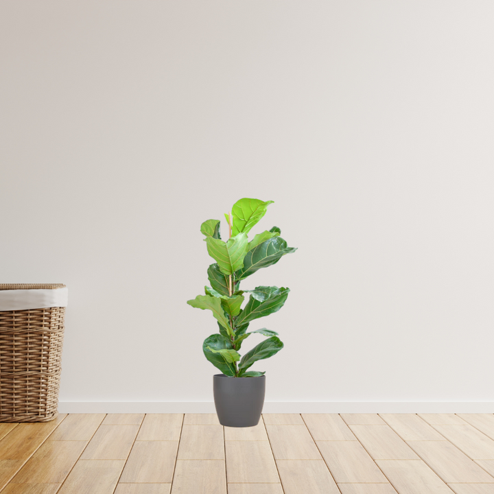Ficus Lyrata – Vioolbladplant
