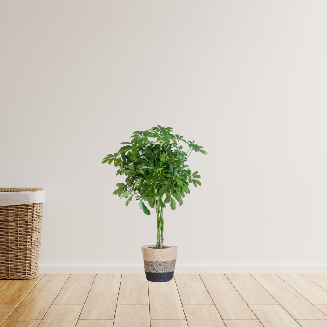 Schefflera Arab Nora – Vingersplant