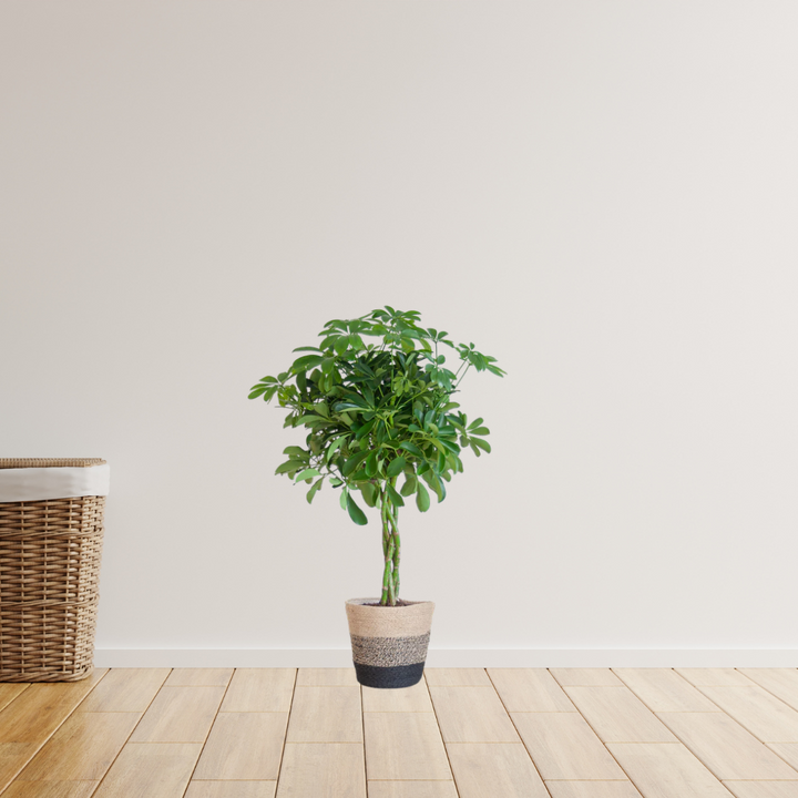 Schefflera Arab Nora – Vingersplant