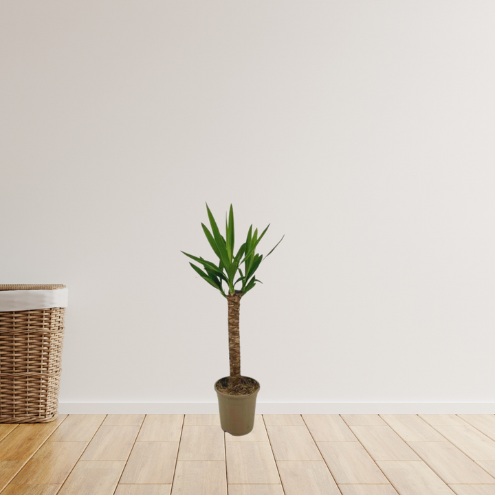 Yucca Elephantipes - Palmlelie