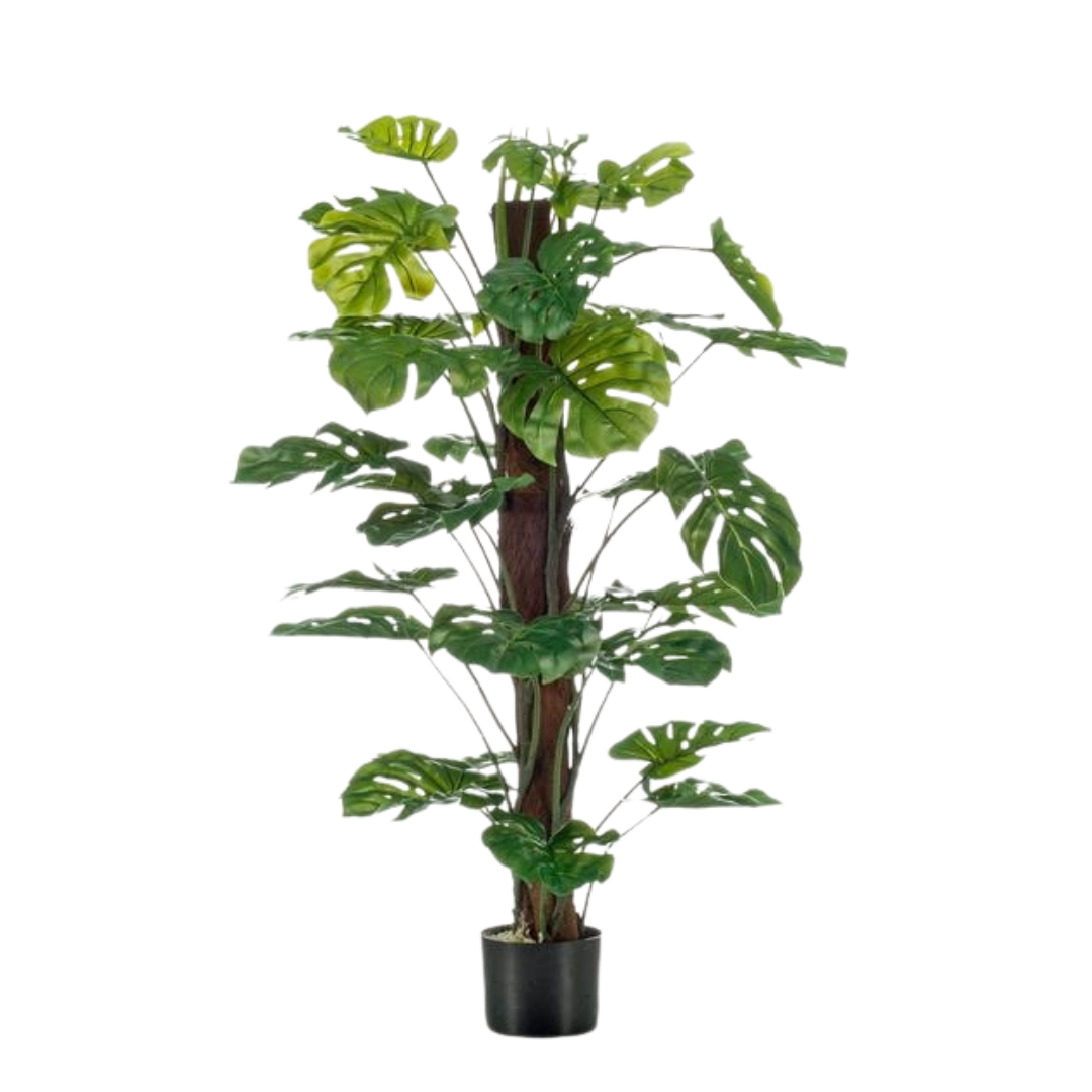 Monstera Deliciosa -  Gatenplant
