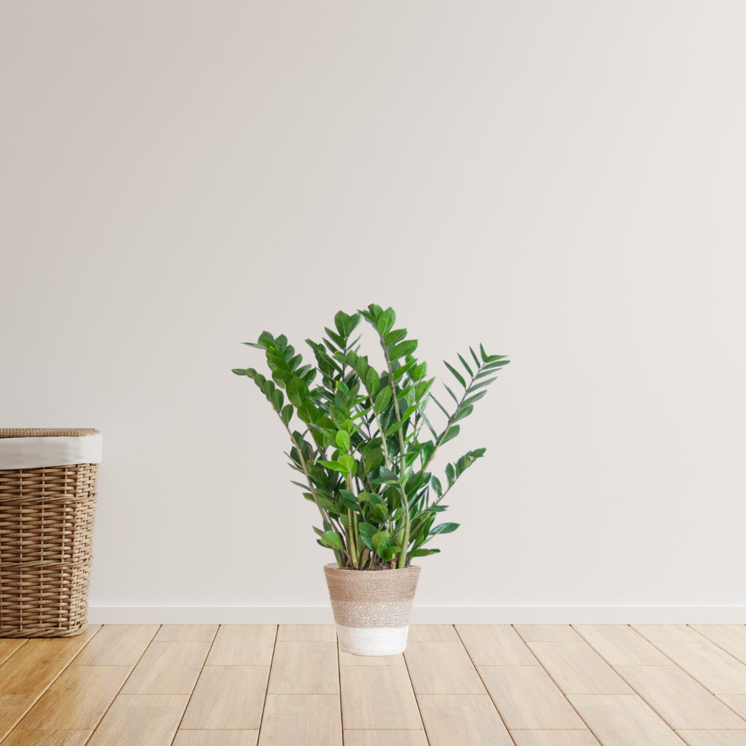 Zamioculcas Zamiifolia - ZZ Plant