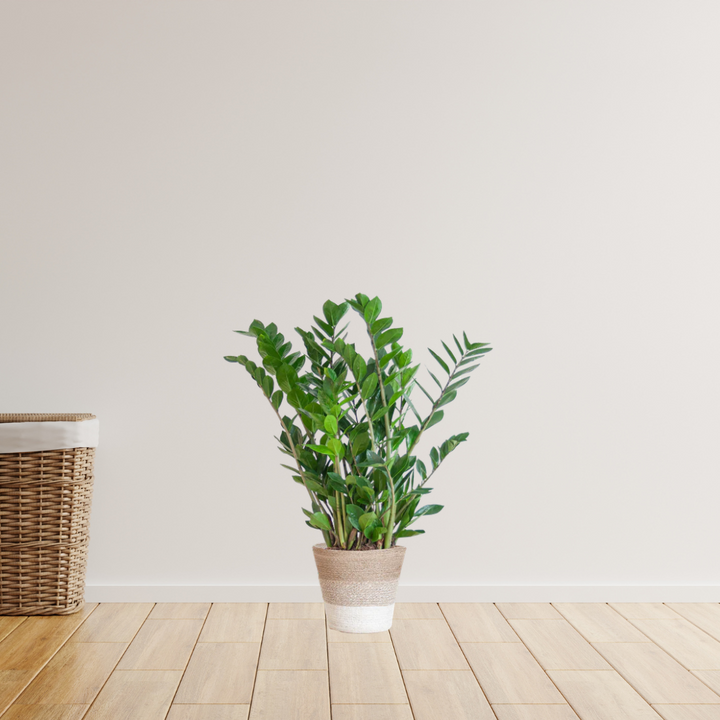 Zamioculcas Zamiifolia - ZZ Plant