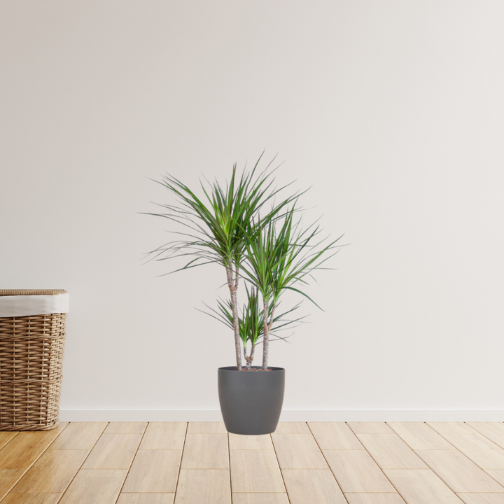 Dracaena Marginata – Drakenbloedboom