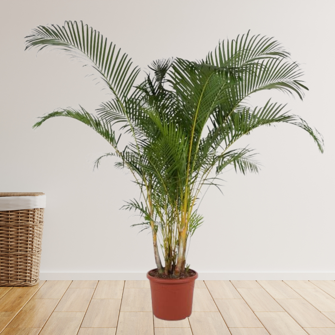 Dypsis Lutescens -  Areca Palm