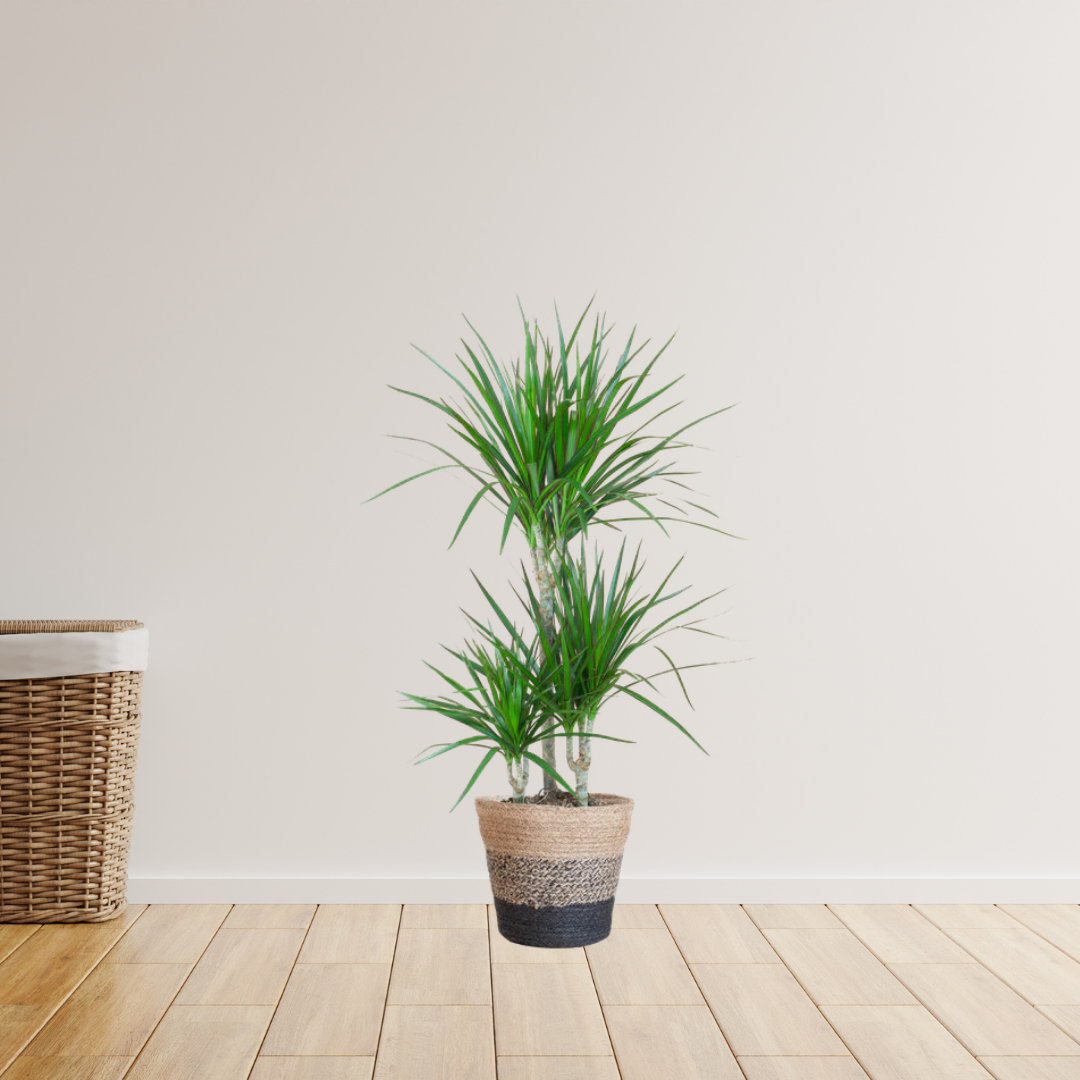 Dracaena Marginata – Drakenbloedboom