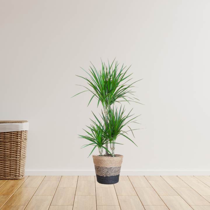 Dracaena Marginata – Drakenbloedboom