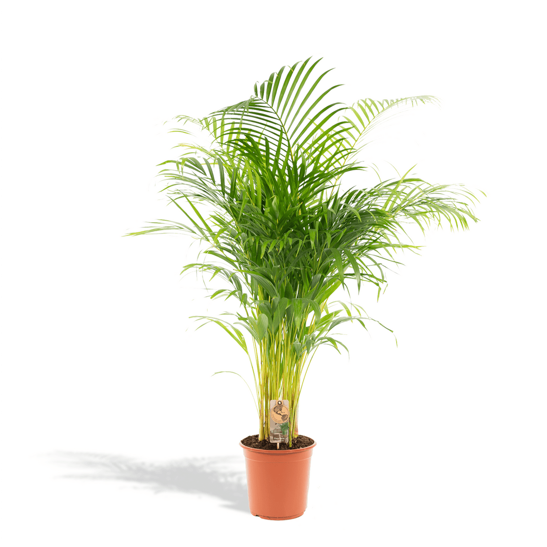 Dypsis Lutescens (Arecapalme) - 100cm - Goldfruchtpalme | Kaufen