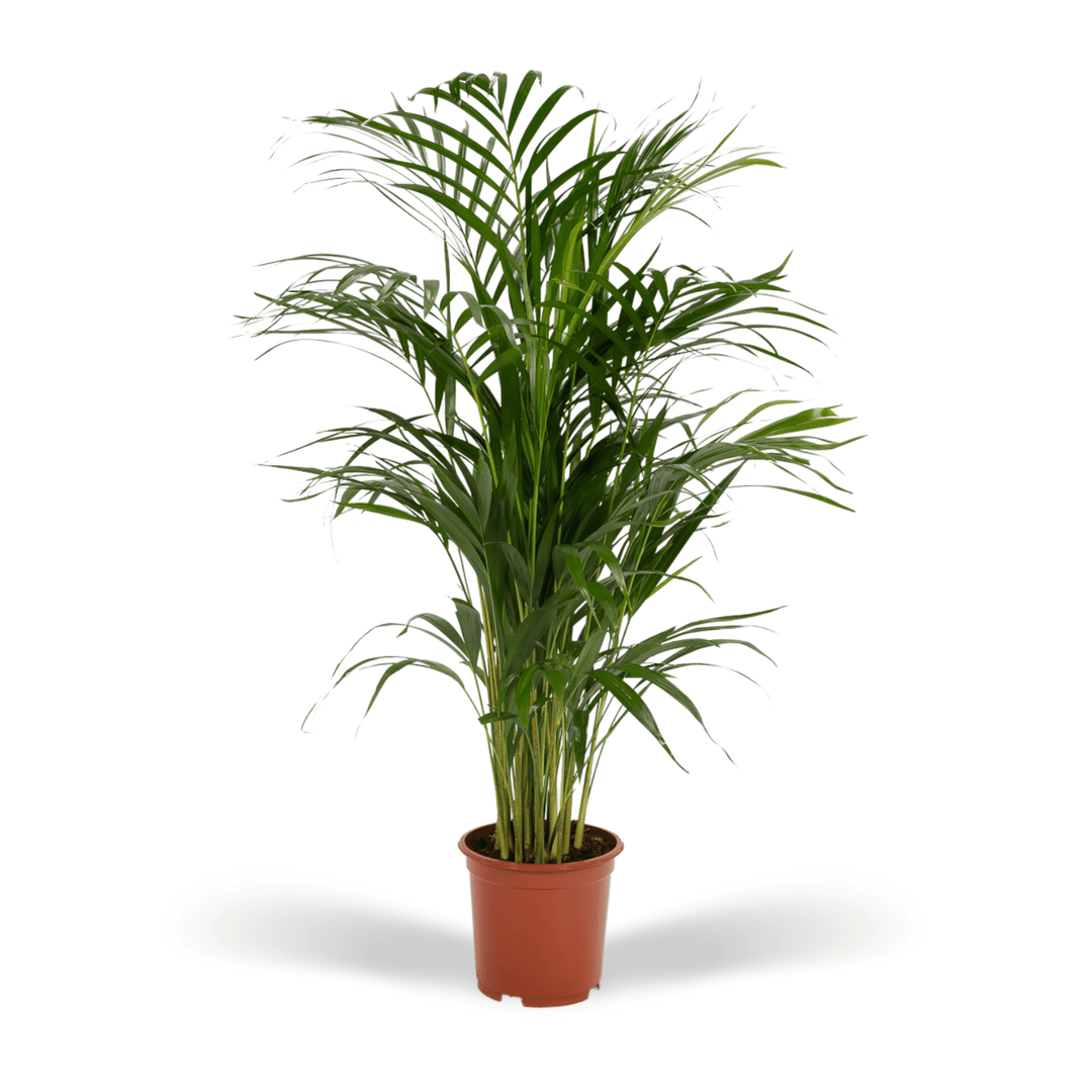 Dypsis Lutescens (Arecapalme) - 70cm - Goldfruchtpalme | Kaufen