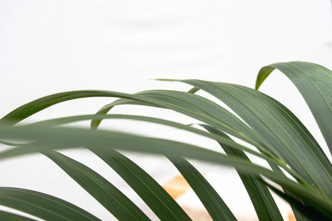 Kentia Palm - 130cm - Acheter une plante d'intérieur