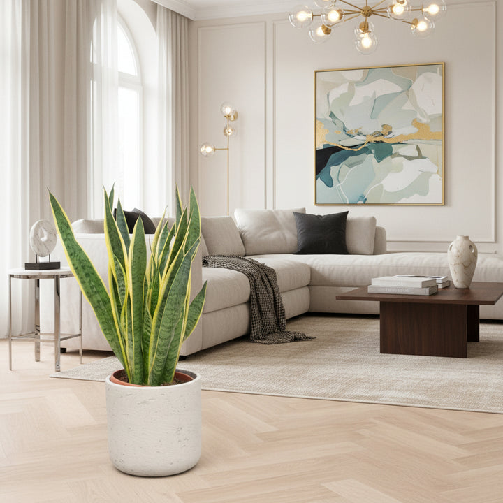 Sansevieria Laurentii - Ø25 - 90cm - Langue de belle-mère | Acheter