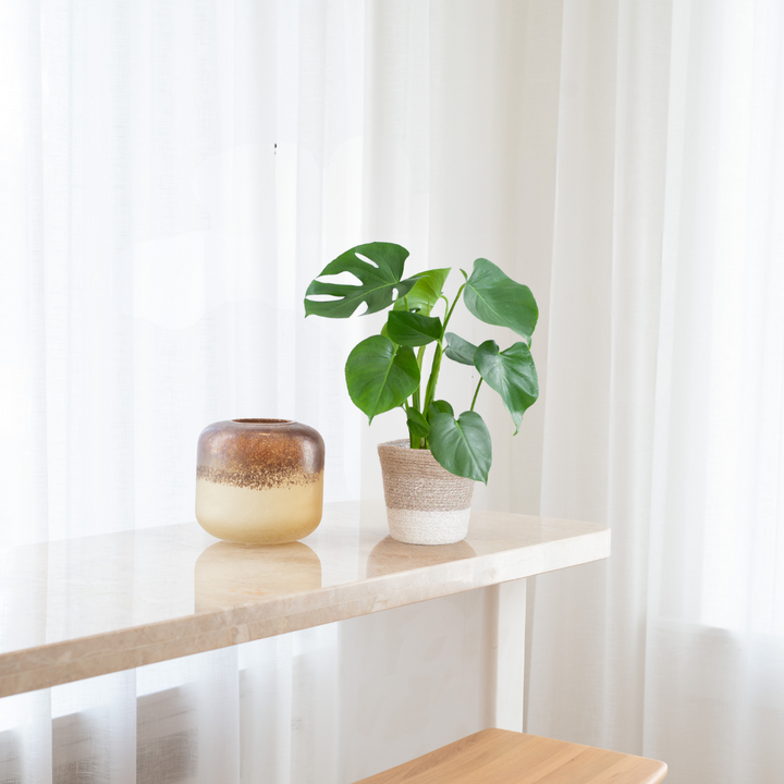 Monstera Deliciosa – Gatenplant