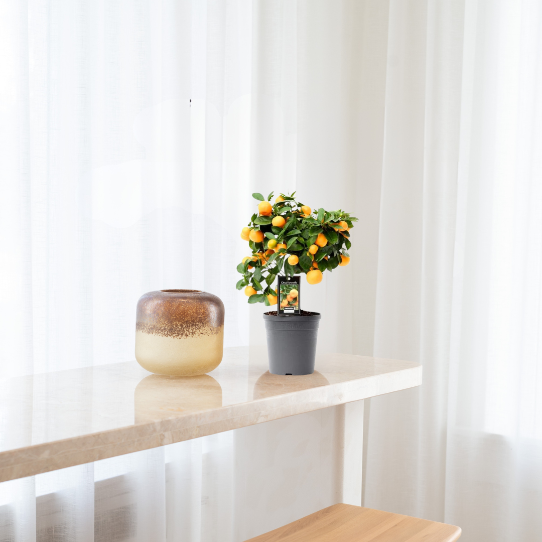 Citrus Calamondin/Sinaasappelboom