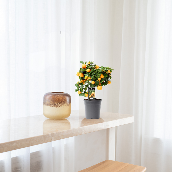 Citrus Calamondin/Sinaasappelboom
