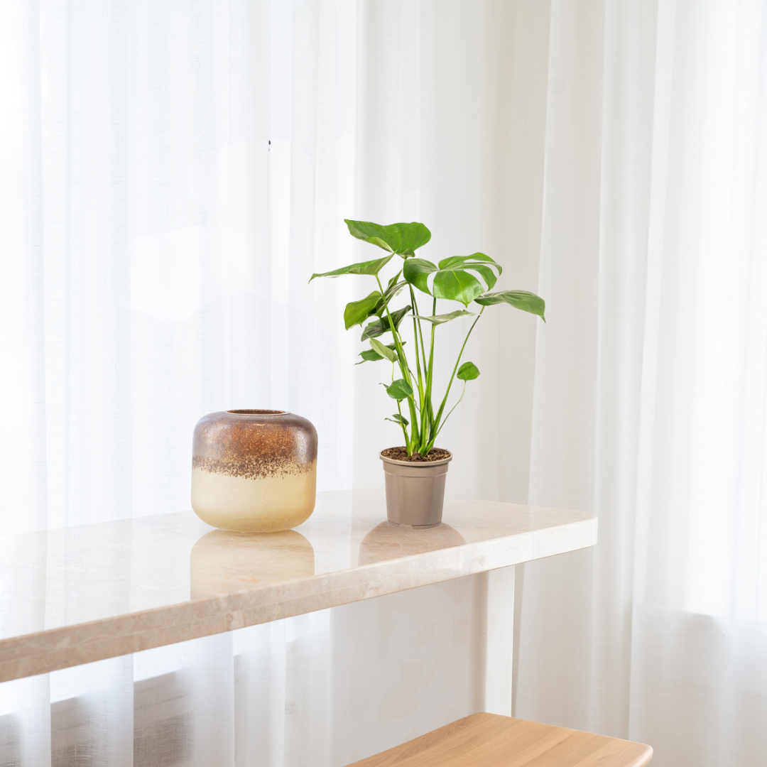 Monstera Deliciosa - Tauerii