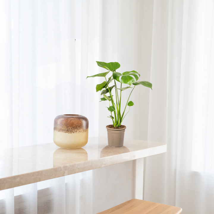 Monstera Deliciosa - Tauerii